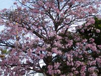 LU 2023-015 : arboles, naturaleza